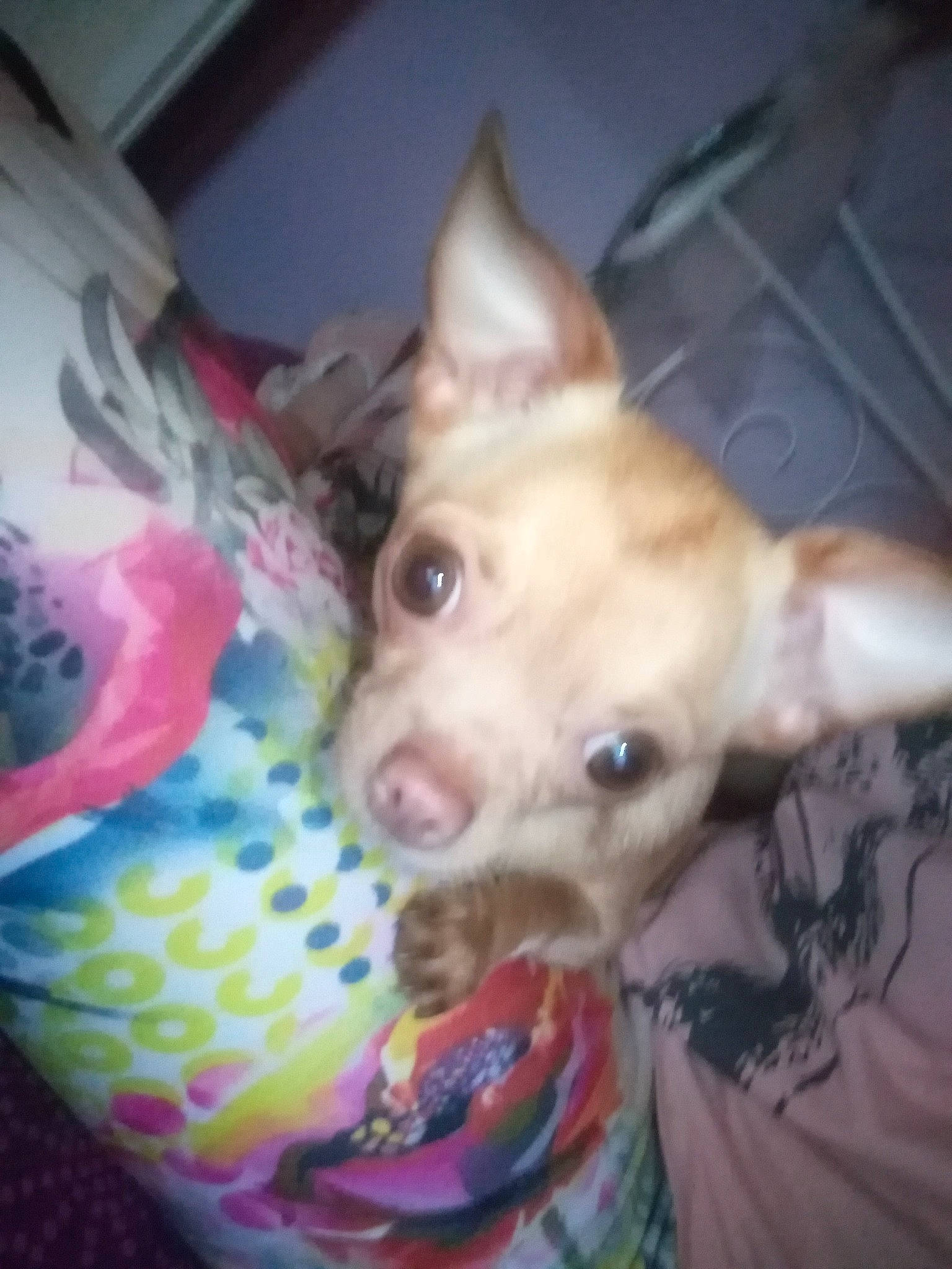 Syara participe au concours pour gagner de l'argent avec cette photo : canidae, carnivore, chihuahua, companion_dog, dog, dog_breed, ear, eye, fawn, head, nose, puppy, snout, toy_dog