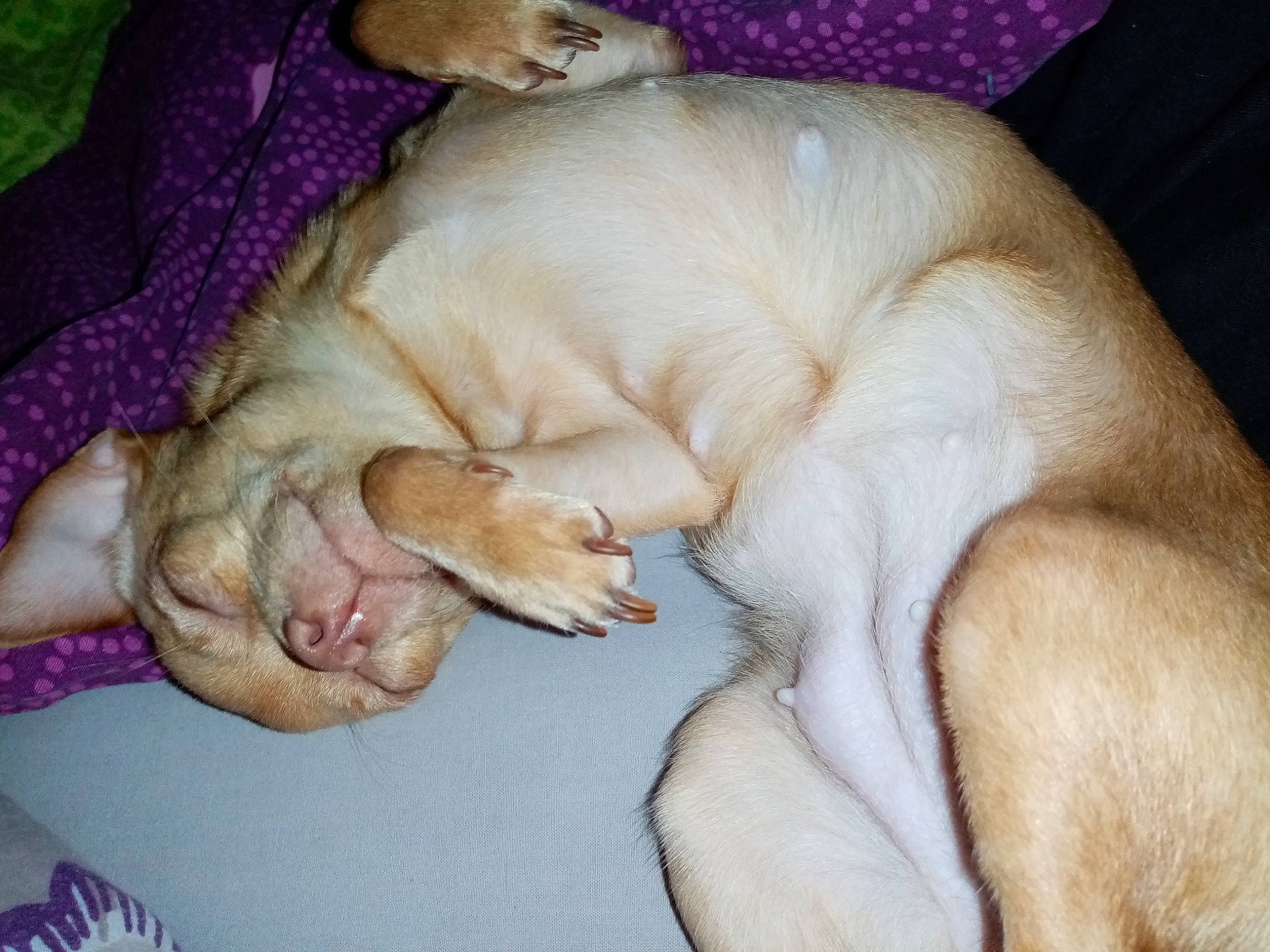 Syara a rejoint le concours — aidez-le/la à gagner de superbes lots ! canidae, carnivore, cat, companion_dog, dog, dog_breed, fawn, felidae, golden_retriever, labrador_retriever, mammal, nap, puppy, puppy_love, retriever, small_to_medium_sized_cats, sporting_group, tail