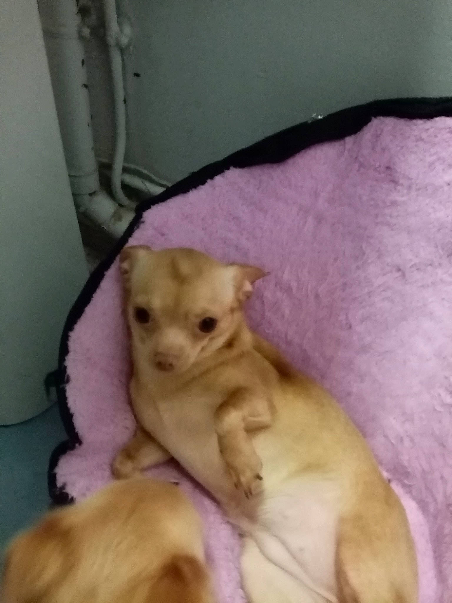 Syara participe au concours pour gagner de l'argent avec cette photo : canidae, carnivore, chihuahua, companion_dog, dog, dog_breed, fawn, mammal, puppy, sporting_group, toy_dog, vertebrate, whiskers