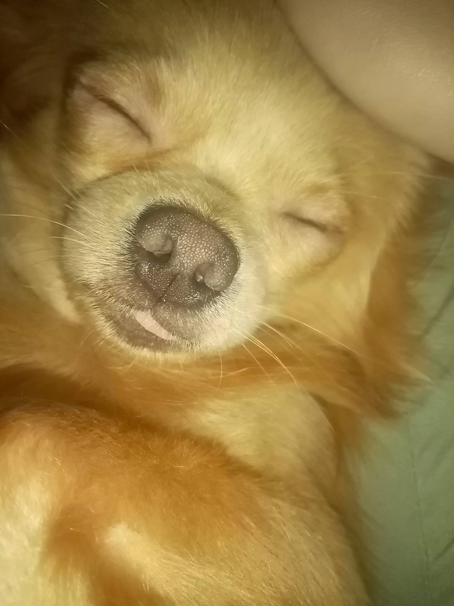 Charli a rejoint le concours — aidez-le/la à gagner de superbes lots ! canidae, carnivore, close_up, companion_dog, dog, dog_breed, ear, fawn, golden_retriever, mammal, nose, puppy, puppy_love, retriever, skin, snout, sporting_group, whiskers