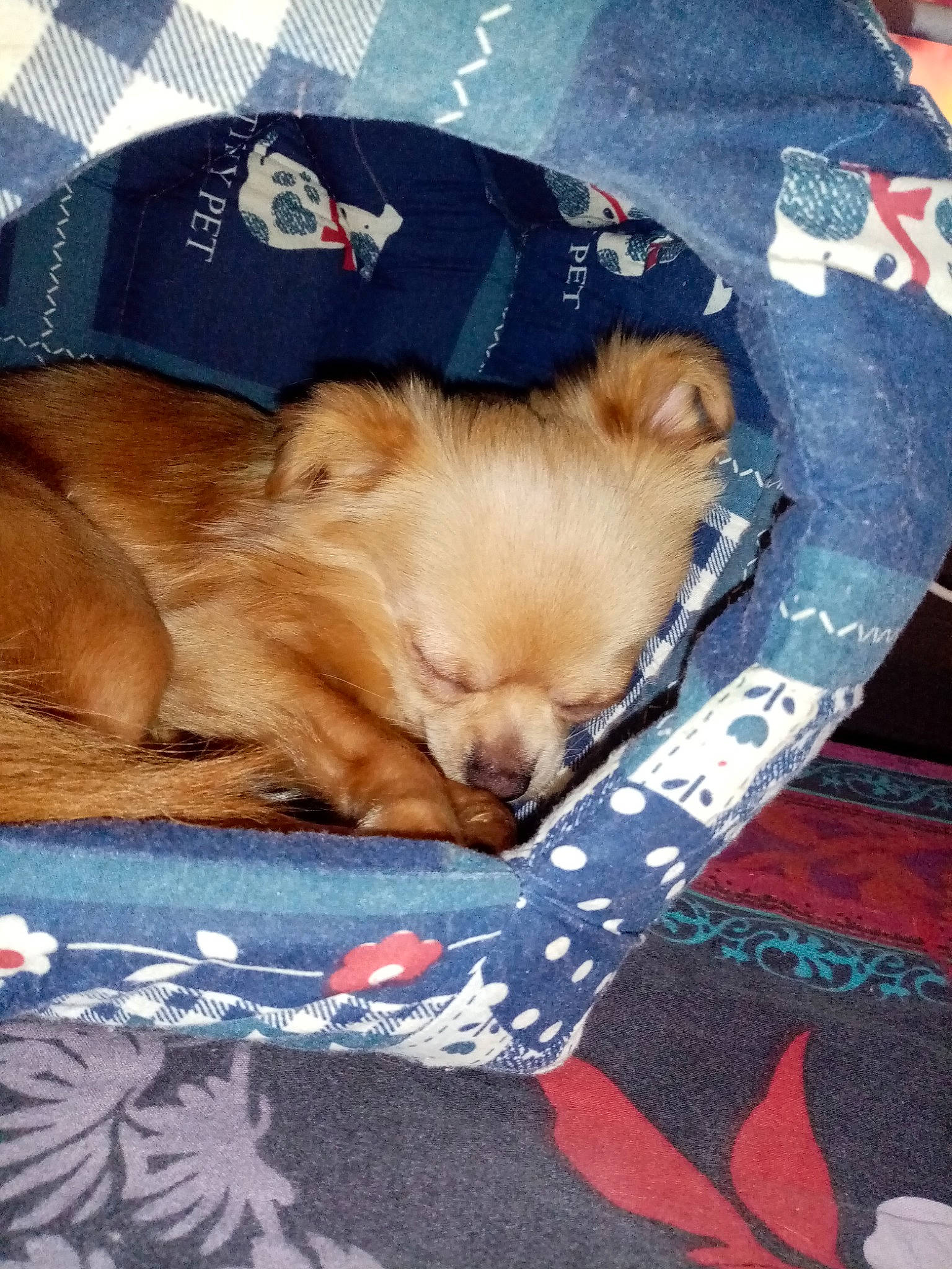 Charli a rejoint le concours — aidez-le/la à gagner de superbes lots ! canidae, carnivore, companion_dog, dog, dog_breed, fawn, mammal, non_sporting_group, pomeranian, puppy, spitz, toy_dog