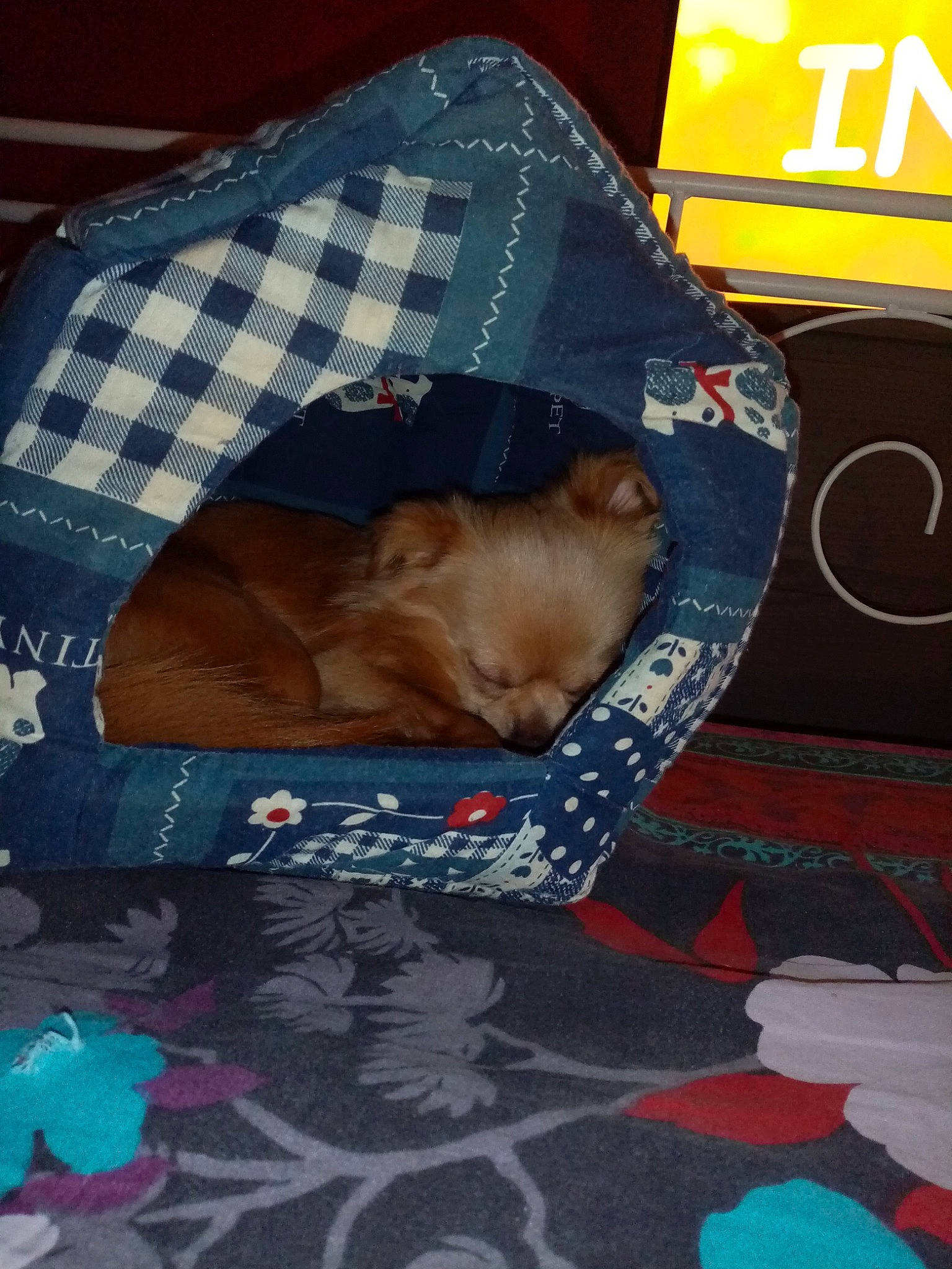 Charli a rejoint le concours — aidez-le/la à gagner de superbes lots ! canidae, carnivore, comfort, companion_dog, dog, dog_breed, pattern, puppy, sleep