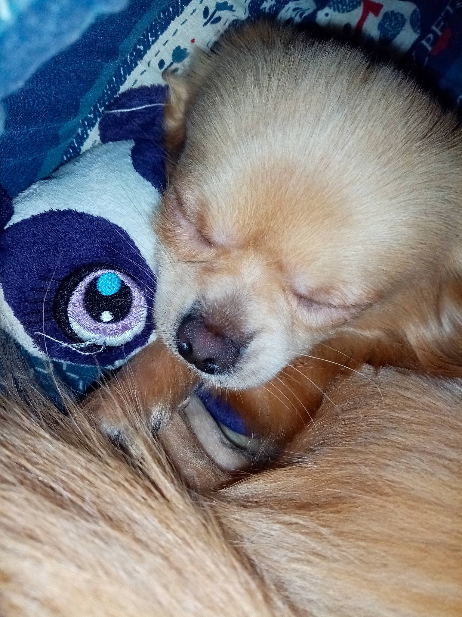 Charli participe au concours pour gagner de l'argent avec cette photo : american_cocker_spaniel, canidae, carnivore, companion_dog, dog, dog_breed, ear, fawn, fur, mammal, nose, pomeranian, puppy, puppy_love, snout, spitz, sporting_group, toy_dog, whiskers