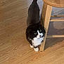 cat, black_and_white, green_eyes, wooden_chair, wood_floor, pet, curious, fluffy, indoor, domestic_animal, feline, looking_up, shadow, flooring, home, animal, cute, whiskers, tail, fur