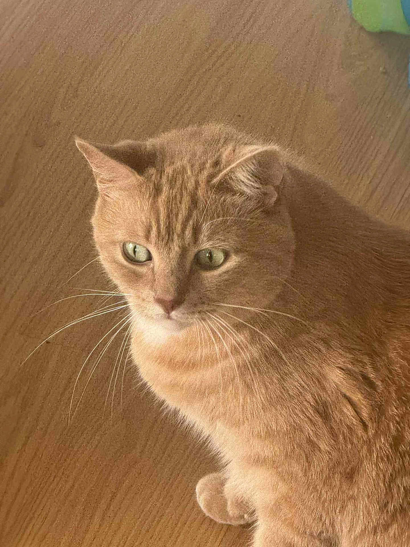 Ruby joined the competition — help win amazing prizes! cat, ginger_cat, pet, animal, fur, whiskers, green_eyes, indoor, wooden_floor, curious, feline, closeup, domestic_cat, mammal, cute, sitting, looking_away, soft_light, portrait, calm
