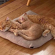 Ruby joined the competition — help win amazing prizes! cat, ginger_cat, sleeping, cushion, wooden_floor, toy, fish_toy, indoor, pet, cozy, resting, feline, cute, domestic, snuggling, fur, relaxing, animal, companion, home