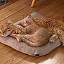 cat, ginger_cat, sleeping, cushion, wooden_floor, toy, fish_toy, indoor, pet, cozy, resting, feline, cute, domestic, snuggling, fur, relaxing, animal, companion, home