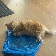 Bibit is registered to the contest to win money with this photo: cat, orange_cat, fluffy, plastic_bag, wooden_floor, indoor, pet, relaxed, lying_down, animal, fur, domestic_cat, curious, flooring, light_reflection, home, cozy, resting, cute, animal_portrait