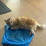 cat, orange_cat, fluffy, plastic_bag, wooden_floor, indoor, pet, relaxed, lying_down, animal, fur, domestic_cat, curious, flooring, light_reflection, home, cozy, resting, cute, animal_portrait