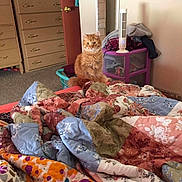 Bibit is registered to the contest to win money with this photo: cat, orange_cat, quilt, bedroom, furniture, dresser, door, fan, storage_unit, clothing, carpet, blanket, indoor, pet, curious, fluffy, sitting, colorful, cozy, home
