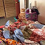 cat, orange_cat, quilt, bedroom, furniture, dresser, door, fan, storage_unit, clothing, carpet, blanket, indoor, pet, curious, fluffy, sitting, colorful, cozy, home
