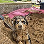 animal, building, cute, dirt, dog, ears, face, fur, ground, looking, messy, nose, outdoor, pet, pit, playful, sand, van, vehicle, wall