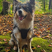 After participe au concours pour gagner de l'argent avec cette photo : dog, animal, outdoor, forest, moss, leaves, autumn, nature, tree, pet, canine, happy, sitting, fur, ears, tongue, harness, woodland, scenery, daylight