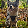 dog, animal, outdoor, forest, moss, leaves, autumn, nature, tree, pet, canine, happy, sitting, fur, ears, tongue, harness, woodland, scenery, daylight