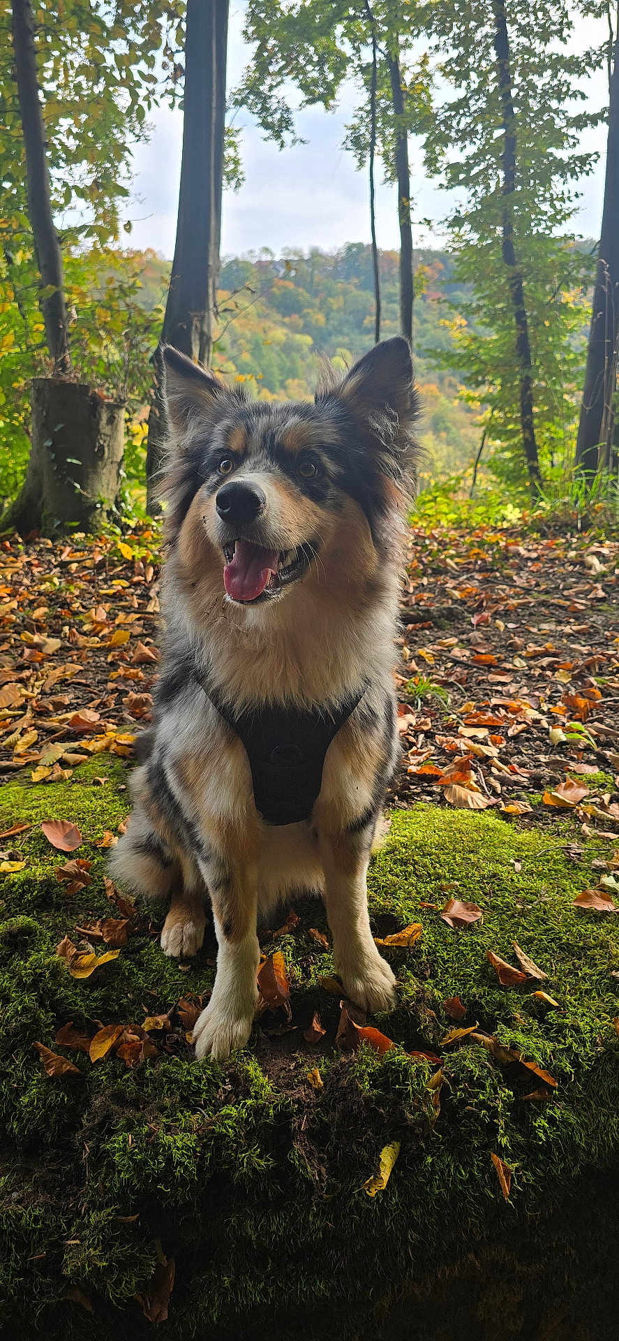 After participe au concours pour gagner de l'argent avec cette photo : dog, animal, outdoor, forest, moss, leaves, autumn, nature, tree, pet, canine, happy, sitting, fur, ears, tongue, harness, woodland, scenery, daylight