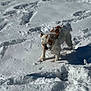 Riley joined the competition — help win amazing prizes! dog, snow, outdoor, animal, playful, sunlight, winter, white, brown, snowball, pet, fur, shadow, nature, cold, ground, daylight, canine, frozen, active