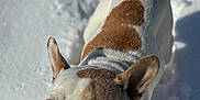 Riley is registered to the contest to win money with this photo: dog, french_bulldog, snow, outdoor, pet, animal, winter, white, brown, fur, cute, portrait, face, ears, blue_eyes, looking_up, paw_prints, sunlight, shadows, nature