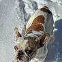 dog, french_bulldog, snow, outdoor, pet, animal, winter, white, brown, fur, cute, portrait, face, ears, blue_eyes, looking_up, paw_prints, sunlight, shadows, nature