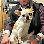 Riley is registered to the contest to win money with this photo: man, dog, french_bulldog, indoor, couch, window, curtains, heater, sitting, lap, watch, bracelet, clothing, facial_hair, earrings, wood_paneling, casual, pet, companion, portrait