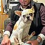 man, dog, french_bulldog, indoor, couch, window, curtains, heater, sitting, lap, watch, bracelet, clothing, facial_hair, earrings, wood_paneling, casual, pet, companion, portrait