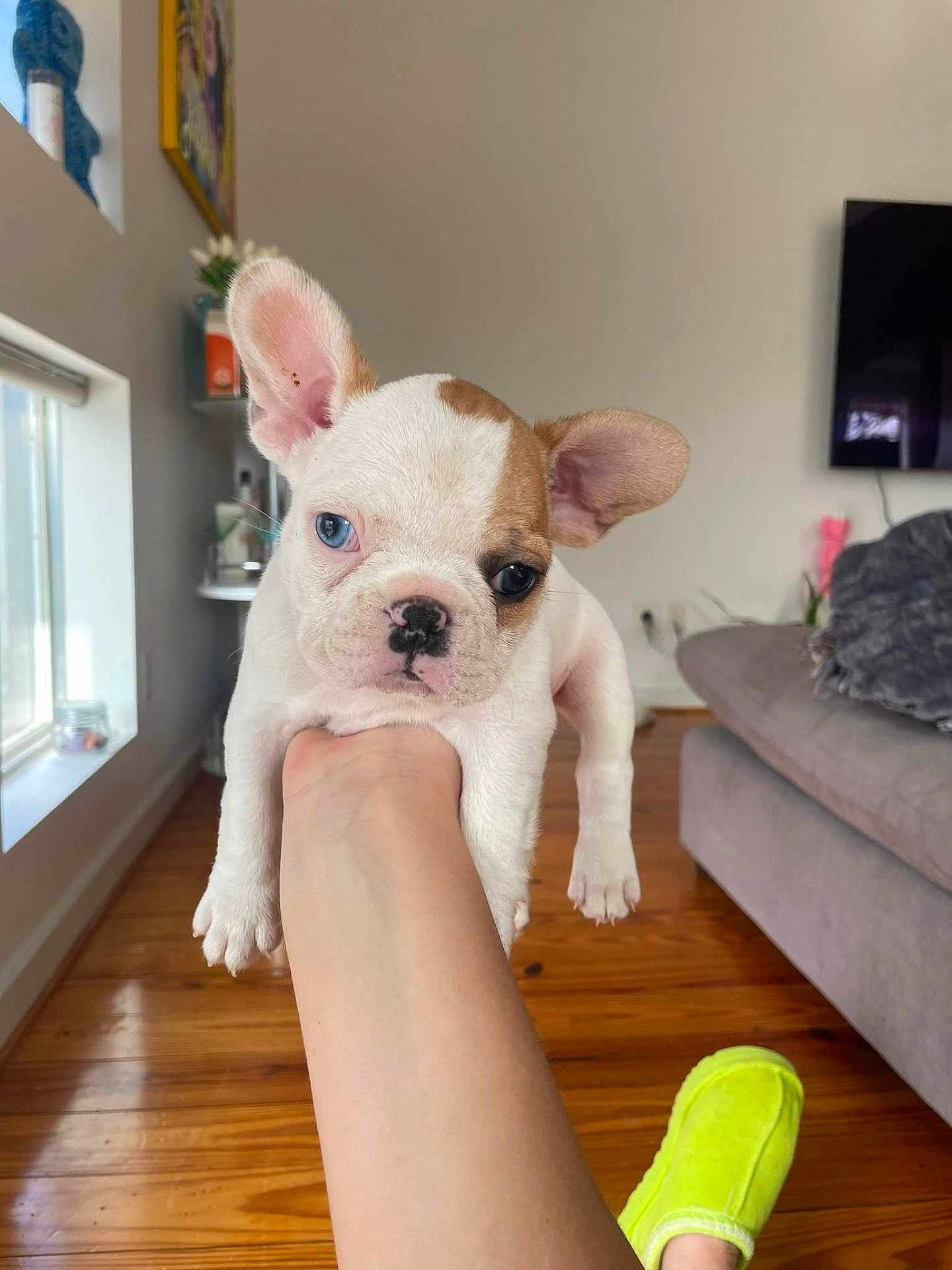 Riley is registered to the contest to win money with this photo: puppy, dog, french_bulldog, blue_eye, heterochromia, ear, hand, living_room, wooden_floor, slipper, yellow_slipper, couch, window, plant, shelf, television, indoor, pet, cute, animal