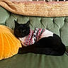 Felix joined the competition — help win amazing prizes! black_cat, cat, sweater, green_couch, yellow_cushion, blanket, indoor, pet, cozy, relaxed, furniture, textile, knitted, patterned_sweater, resting, cute, animal, home, warm, comfort