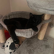 Felix joined the competition — help win amazing prizes! black_cat, cat_tree, cat_hammock, plush_toy, indoor, pet, relaxed, feline, cozy, paw, scratching_post, soft_texture, animal, resting, cute, home, playful, fur, sleepy, domestic