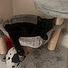 black_cat, cat_tree, cat_hammock, plush_toy, indoor, pet, relaxed, feline, cozy, paw, scratching_post, soft_texture, animal, resting, cute, home, playful, fur, sleepy, domestic