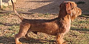 Vivaldi a rejoint le concours — aidez-le/la à gagner de superbes lots ! animal, brown_fur, canine, dachshund, daylight, dirt, dog, ears, fence, grass, long_body, nature, outdoor, pet, shadow, short_legs, side_view, standing, sunlight, tail
