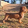 animal, brown_fur, canine, dachshund, daylight, dirt, dog, ears, fence, grass, long_body, nature, outdoor, pet, shadow, short_legs, side_view, standing, sunlight, tail