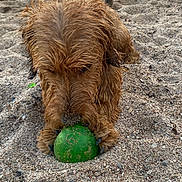 Vivaldi a rejoint le concours — aidez-le/la à gagner de superbes lots ! animal, beach, brown_fur, canine, closeup, daylight, dog, focused, fur, green_ball, nature, nose, outdoor, paws, pet, play, sand, sniffing, texture, toy