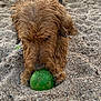 animal, beach, brown_fur, canine, closeup, daylight, dog, focused, fur, green_ball, nature, nose, outdoor, paws, pet, play, sand, sniffing, texture, toy