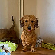 Vivaldi participe au concours pour gagner de l'argent avec cette photo : dog, small_dog, brown_dog, pet, indoor, wooden_floor, reflection, mirror, toy, stuffed_toy, plastic_bottle, tongue_out, cute, fur, animal, floor, playful, domestic, companion, standing