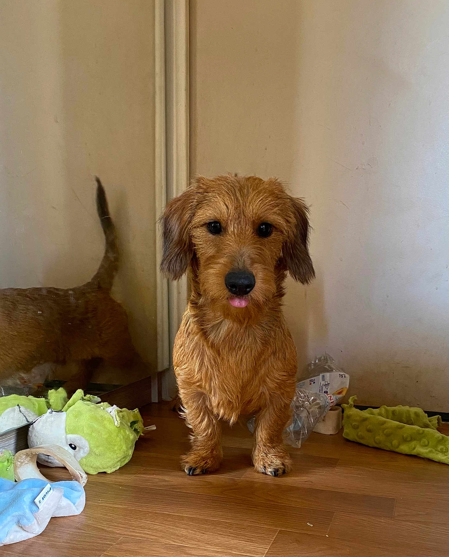 Vivaldi participe au concours pour gagner de l'argent avec cette photo : dog, small_dog, brown_dog, pet, indoor, wooden_floor, reflection, mirror, toy, stuffed_toy, plastic_bottle, tongue_out, cute, fur, animal, floor, playful, domestic, companion, standing