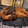 Vivaldi a rejoint le concours — aidez-le/la à gagner de superbes lots ! animal, bed, blanket, brown_fur, companion, cozy, curled_up, cute, dog, domestic, fur, indoor, pattern, peaceful, pet, relaxing, rest, sleeping, texture, two_dogs