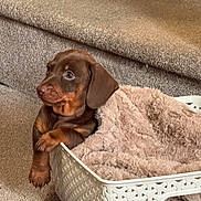 Frank joined the competition — help win amazing prizes! puppy, dog, brown_dog, basket, blanket, carpet, stairs, pet, cute, young_dog, canine, fur, indoor, cozy, animal, snuggled, resting, portrait, domestic, small_dog