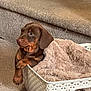 puppy, dog, brown_dog, basket, blanket, carpet, stairs, pet, cute, young_dog, canine, fur, indoor, cozy, animal, snuggled, resting, portrait, domestic, small_dog
