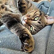 Lou a rejoint le concours — aidez-le/la à gagner de superbes lots ! cat, tabby, claws, green_eyes, whiskers, soft_blanket, grey_blanket, stretching, close_up, feline, paw, relaxation, indoor, fur, pet, cute, animal, cozy, sleepy, napping