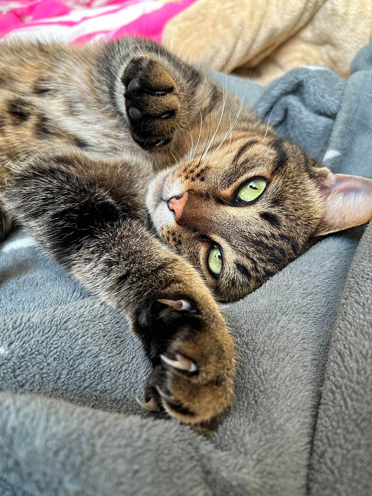 Lou a rejoint le concours — aidez-le/la à gagner de superbes lots ! cat, tabby, claws, green_eyes, whiskers, soft_blanket, grey_blanket, stretching, close_up, feline, paw, relaxation, indoor, fur, pet, cute, animal, cozy, sleepy, napping