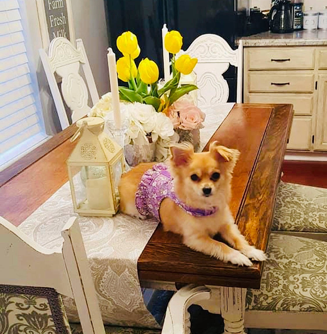 Penelope joined the competition — help win amazing prizes! cabinetry, carnivore, chair, comfort, companion_dog, couch, dog, dog_breed, drawer, fawn, flooring, flower, flowerpot, furniture, interior_design, outdoor_furniture, plant, table, window, wood