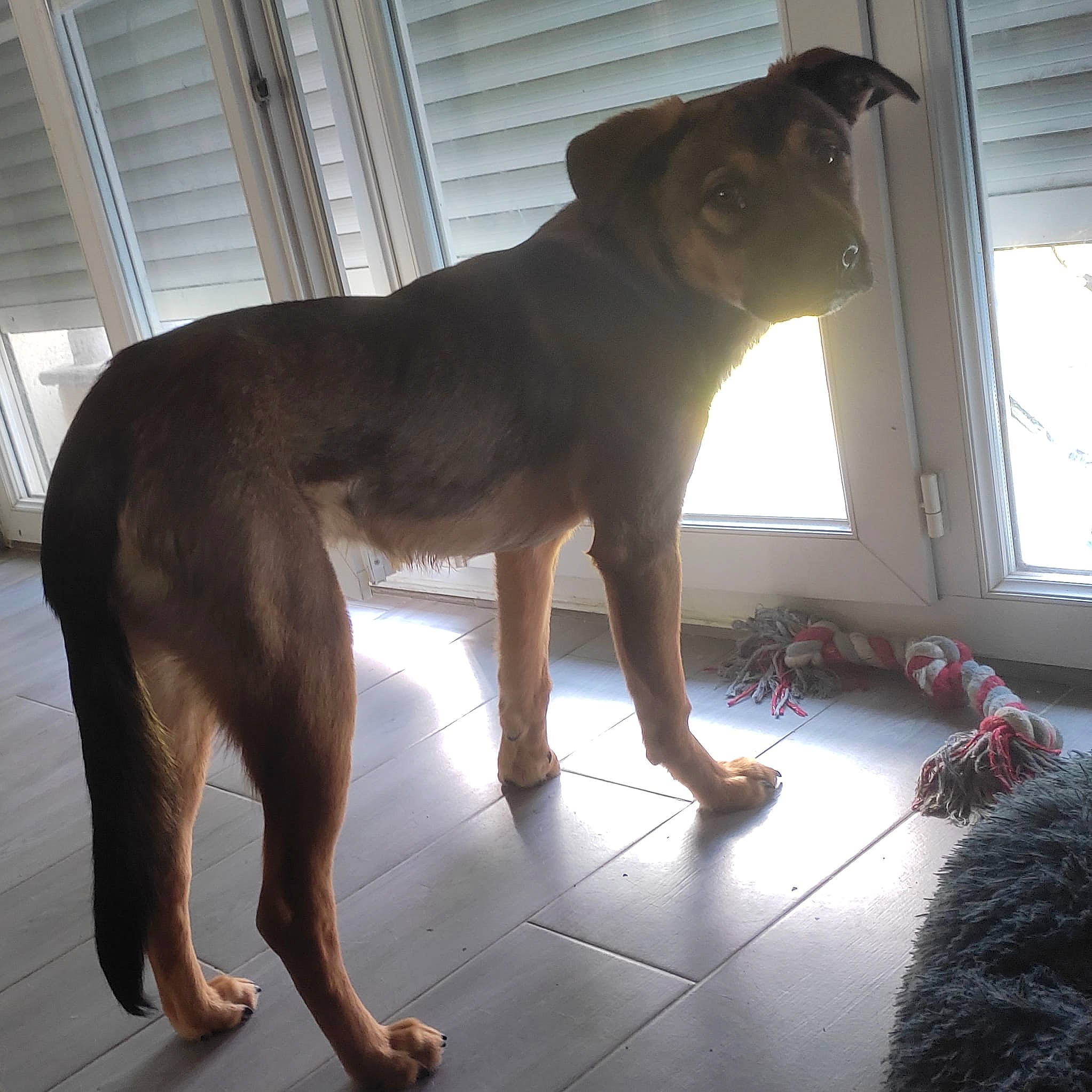 Kuro participe au concours pour gagner de l'argent avec cette photo : art, canidae, carnivore, companion_dog, dog, dog_breed, fawn, flooring, foot, human_leg, liver, shadow, snout, sporting_group, tail, terrestrial_animal, window, window_blind, wood, working_animal