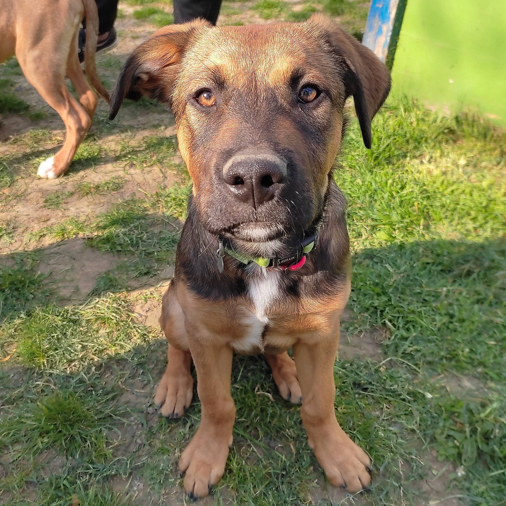 Kuro participe au concours pour gagner de l'argent avec cette photo : canidae, carnivore, collar, companion_dog, dog, dog_breed, dog_collar, dog_supply, fawn, grass, guard_dog, hunting_dog, leash, non_sporting_group, pet_supply, plant, sporting_group, whiskers, working_animal, working_dog