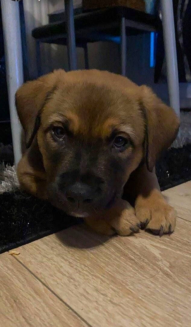 Kuro participe au concours pour gagner de l'argent avec cette photo : canidae, carnivore, companion_dog, dog, dog_breed, eye, fawn, flooring, fur, guard_dog, hardwood, puppy, snout, sporting_group, terrestrial_animal, whiskers, wood, working_animal, working_dog