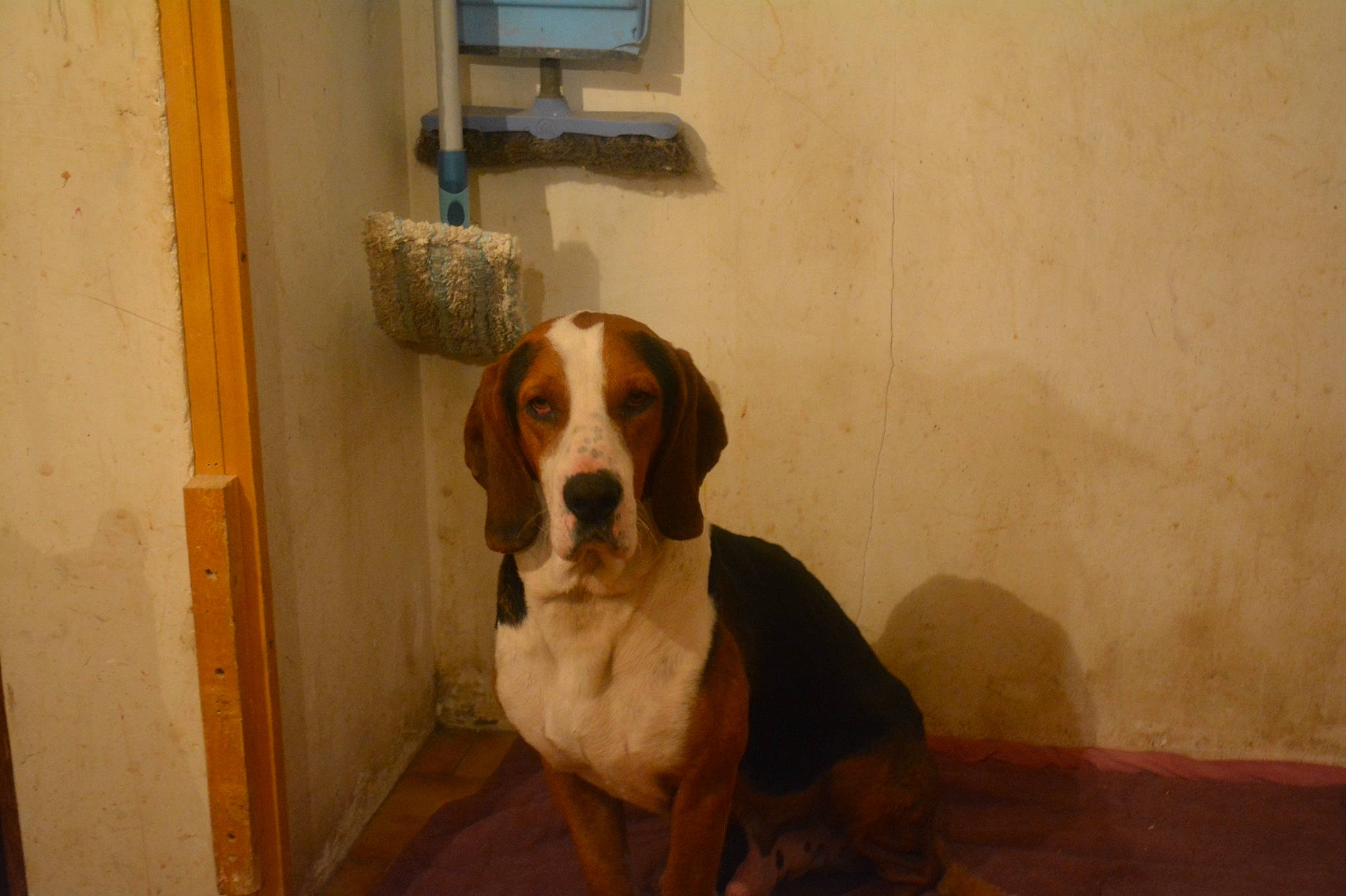 Nero a rejoint le concours — aidez-le/la à gagner de superbes lots ! braque_saint_germain, canidae, carnivore, companion_dog, dog, dog_breed, fawn, floor, hound, liver, plaster, pointing_breed, scent_hound, snout, sporting_group, tail, working_animal, working_dog