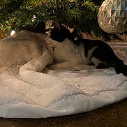 Smores is registered to the contest to win money with this photo: animal, black_and_white, blanket, cat, christmas_tree, cozy, decorations, feline, festive, holiday, home, indoor, lights, ornament, pet, pine_needles, relaxing, resting, soft_texture, wood_floor