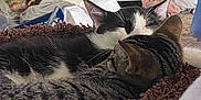 Smores joined the competition — help win amazing prizes! animal, black_and_white_cat, blanket, cat, cats, companion, cozy, cuddling, dresser, ears, fur, furniture, household, indoor, pets, relaxation, resting, sleeping, tabby_cat, whiskers