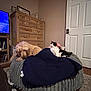 Smores is registered to the contest to win money with this photo: black_and_white_cat, blanket, books, bookshelf, cat, cozy, cushion, dog, dresser, floor_rug, fluffy_dog, furniture, home, indoor, living_room, person, pet, relaxing, television, wooden_furniture
