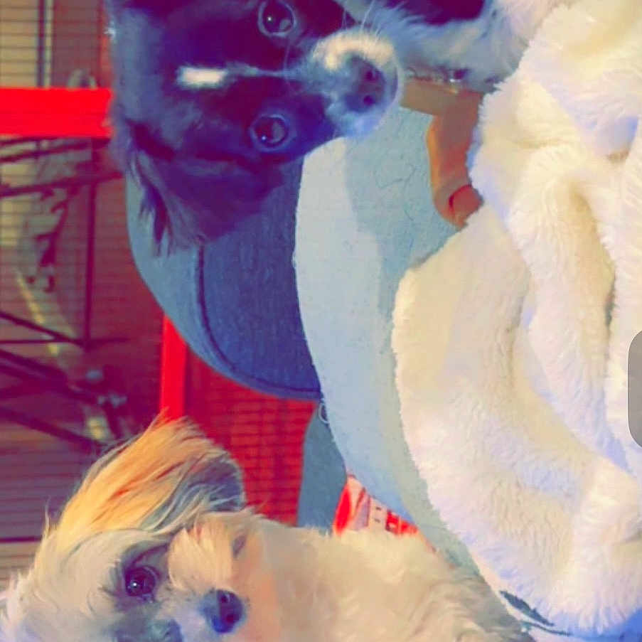 Rey And Reyna is registered to the contest to win money with this photo: animal, black_and_white_dog, blanket, canine, companion, couch, cozy, cream_colored_dog, cute, dog, domestic, fluffy, friendly, fur, household, indoor, looking_at_camera, pet, red_metal_frame, relaxing