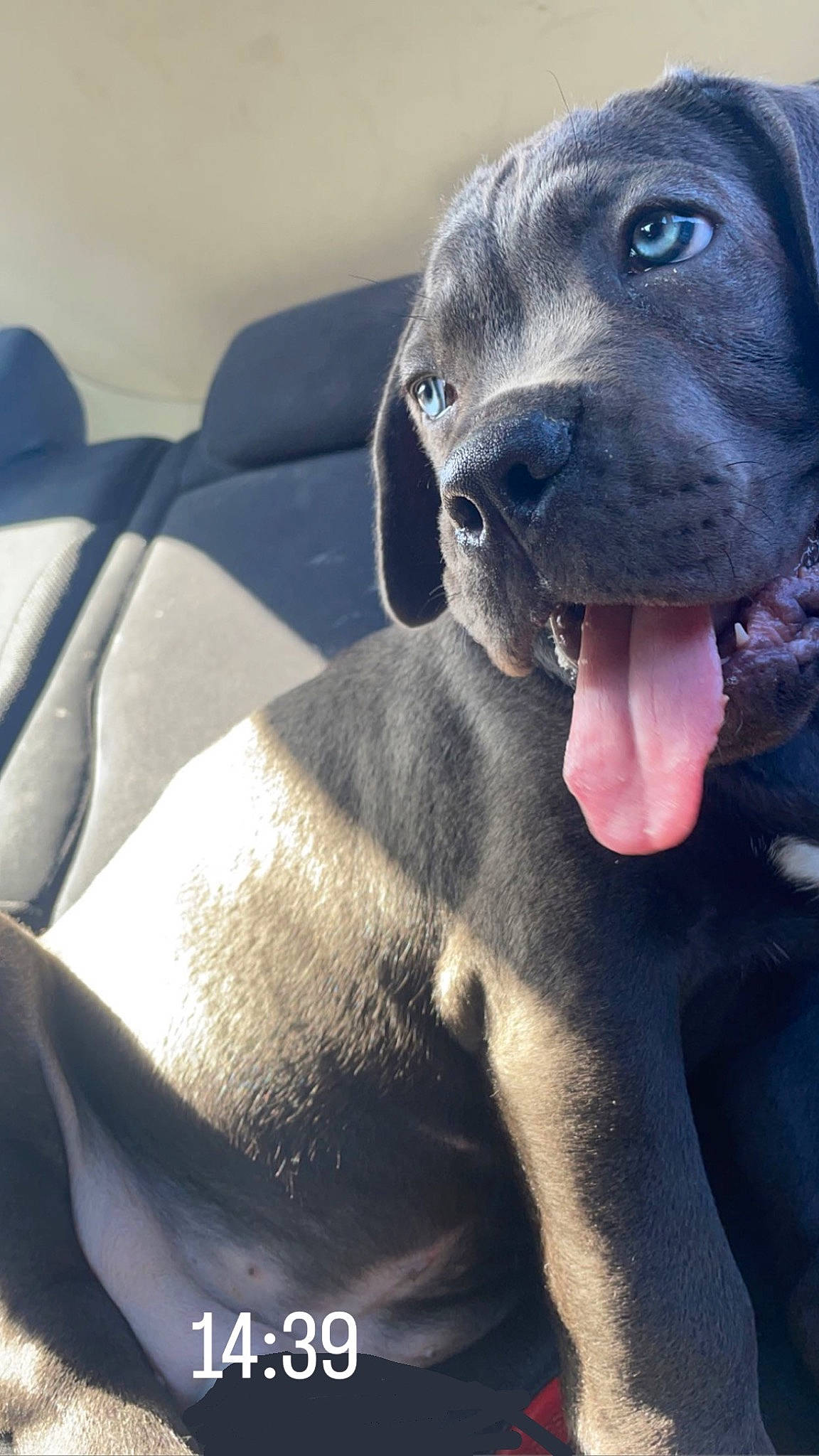 Usher participe au concours pour gagner de l'argent avec cette photo : carnivore, comfort, dog, dog_breed, electric_blue, non_sporting_group, sporting_group, terrestrial_animal, working_animal