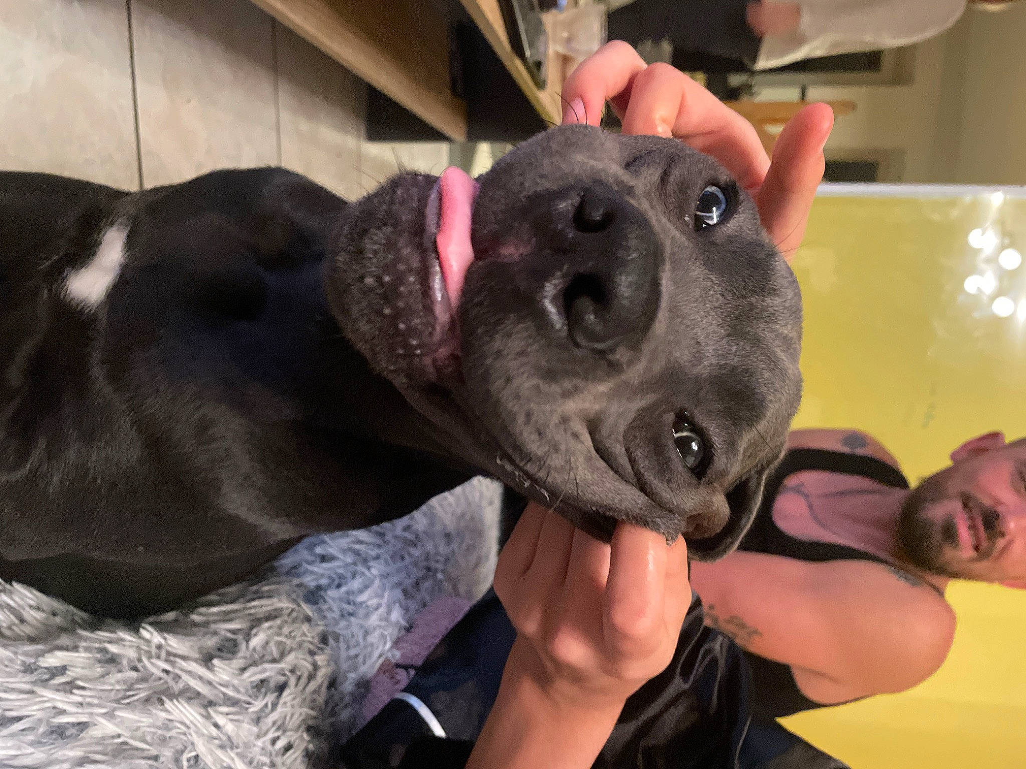 Usher a rejoint le concours — aidez-le/la à gagner de superbes lots ! canidae, carnivore, collar, companion_dog, dog, dog_breed, fawn, fur, guard_dog, non_sporting_group, selfie, snout, sporting_group, whiskers, working_animal